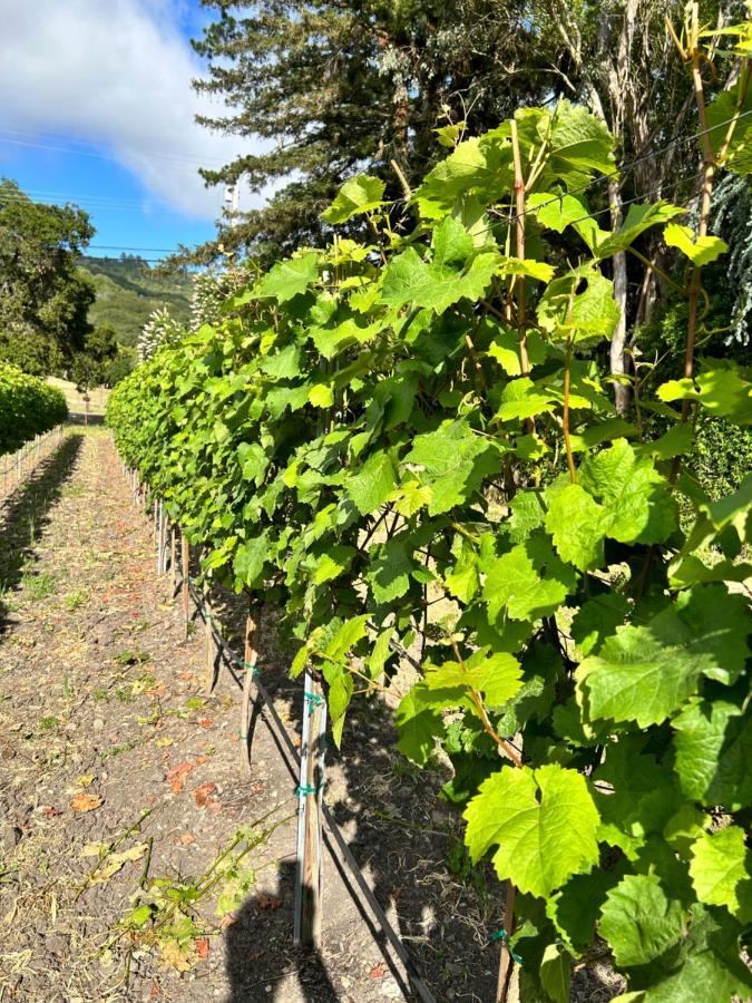 The Gables Wine Country Inn Santa Rosa Εξωτερικό φωτογραφία